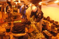Marihuanu pěstovali v sušárně chmele. Sklidili ji policisté