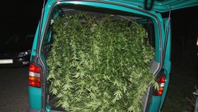 Policisté v Třinci odhalili skupinu pěstitelů marihuany. Drogou měli nacpanou dodávku.