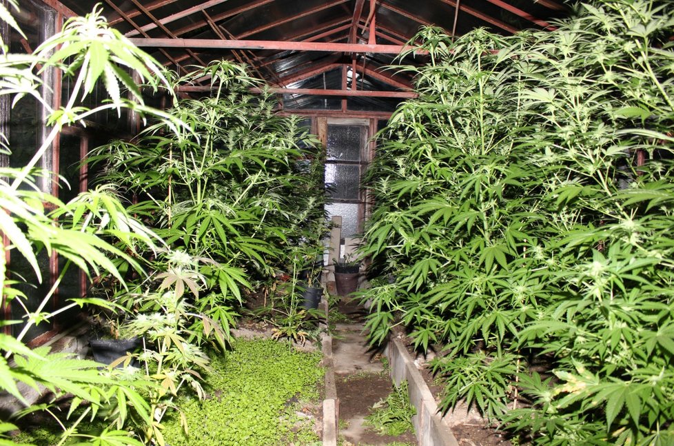 Policisté v Třinci odhalili skupinu pěstitelů marihuany.