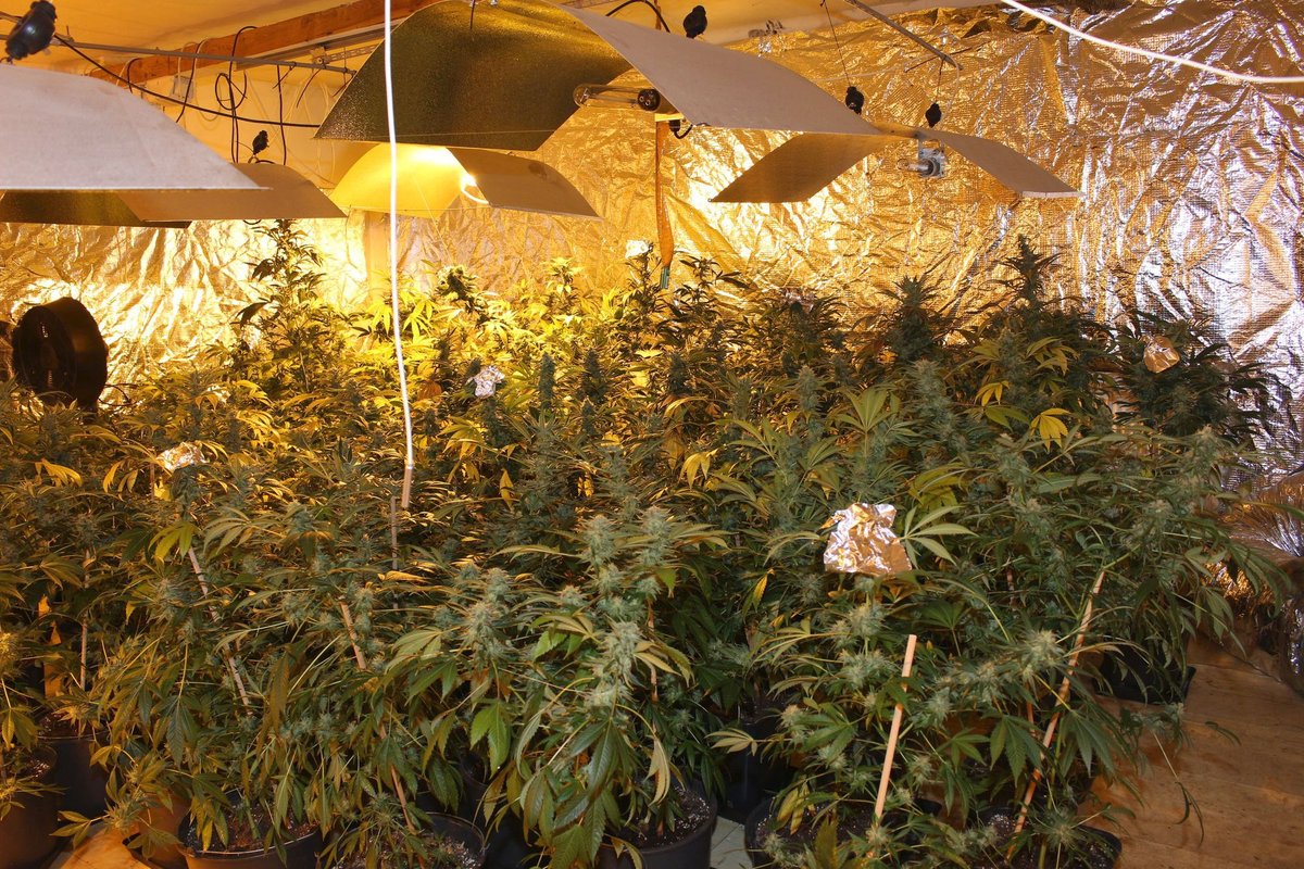 Pěstírna marihuany připomínala zemědělskou velkovýrobu.