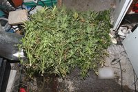 V domě Češky a Brita španělská policie našla pěstírnu marihuany