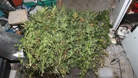 Španělská policie na jihovýchodě země zadržela Češku a Brita, kteří v bytě ve městě Monóvar pěstovali ve velkém marihuanu. Ilustrační foto