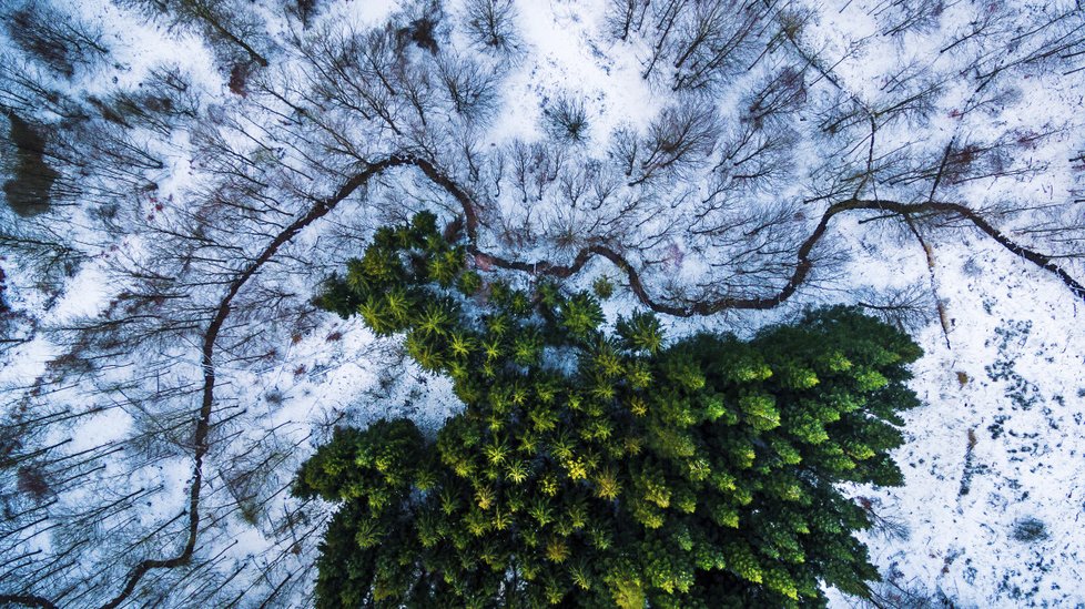 1. místo kategorie příroda: Kalbyris forest, Dánsko