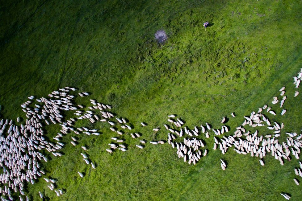 2. místo kategorie příroda: Swarm of Sheep