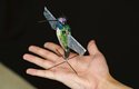 Robotický kolibřík snadno zapadne mezi své živé souputníky