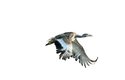 Samci dropů mohou vážit až 16 kg, jde tak o nejtěžšího létajícího ptáka