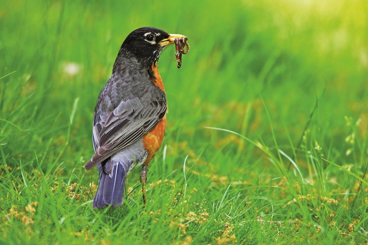 Drozd stěhovavý (Turdus migratorius) žije v celé Severní Americe až po střední Mexiko