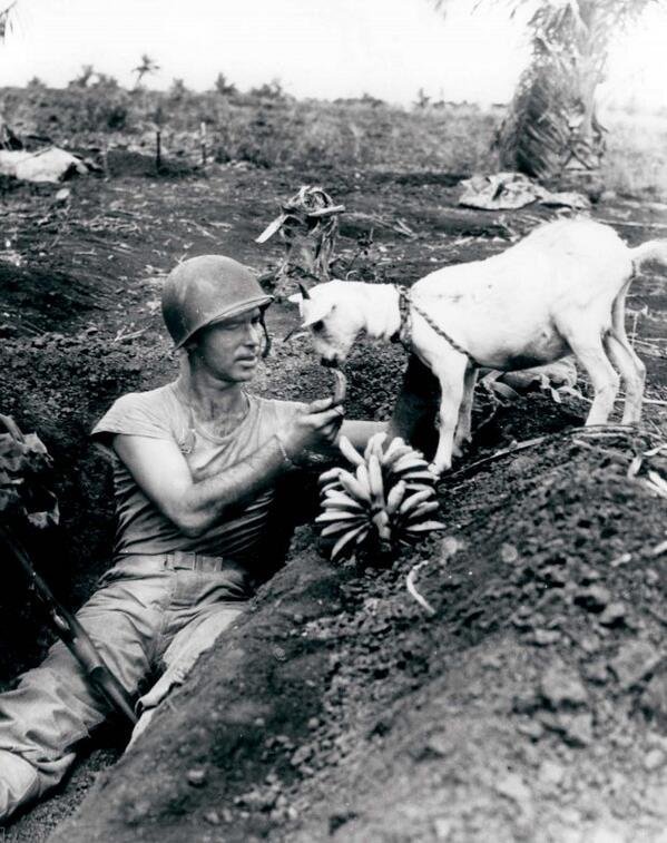 Druhá světová válka, ostrov Saipan v Asii: Muž sdílí své banány s drobnou kozou.