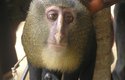 Opice s lidskýma očima