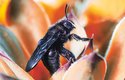 Mezi samotářské včely patří i náš největší druh až 2,5 cm dlouhá drvodělka fialová (Xylocopa violacea)