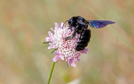 Drvodělka je druh samotářské včely. Vyznačuje se krásným černofialovým zbarvením. 