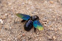 Po Česku se rozšířila velká černá včela: Drvodělka není nebezpečná, uklidňuje odborník