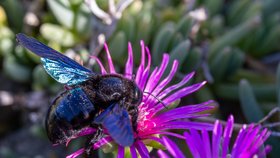 Drvodělka je druh samotářské včely. Vyznačuje se krásným černofialovým zbarvením.