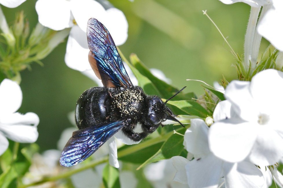 Drvodělka je druh samotářské včely. Vyznačuje se krásným černofialovým zbarvením.
