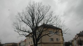 Památný dub starý 170 let v Litoměřicích musí padnout, protože je podle odborníků nebezpečný.