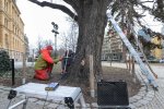 Odborníci zkoumají, zda letitému dubu v centru Plzně nehrozí vyvrácení či zlomení.