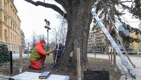 Odborníci zkoumají, zda letitému dubu v centru Plzně nehrozí vyvrácení či zlomení.