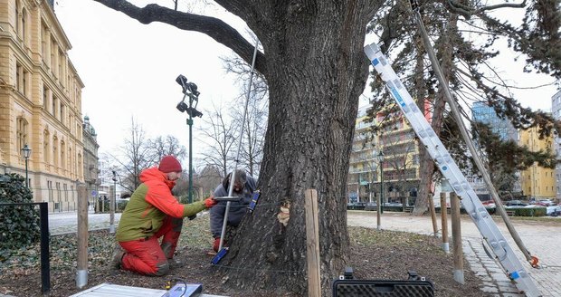 Odborníci zkoumají, zda letitému dubu v centru Plzně nehrozí vyvrácení či zlomení.