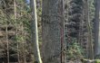 Okolo vyskládanými větvemi označený podříznutý dub stojí v lese asi 20 metrů od cesty.