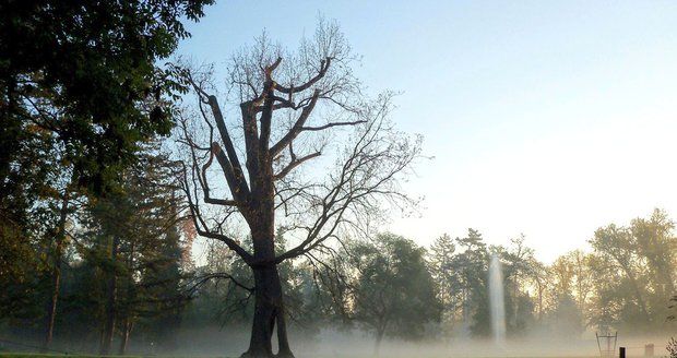 Jeden z nejstarších obyvatel Stromovky šel k zemi: Honosný dub přežil blesk i povodně, zahubili ho lidé