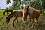 V ptačím parku Kosteliska u Dubňan na Hodonínsku nově pomáhá se spásáním trávy na zkoušku i několik koní.