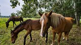 Ornitologové změnili džungli v ptačí park: Nově jsou tu i koně