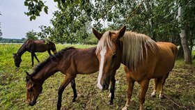 V ptačím parku Kosteliska u Dubňan na Hodonínsku nově pomáhá se spásáním trávy na zkoušku i několik koní.