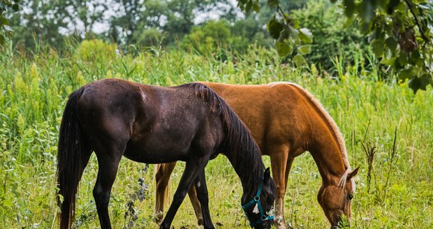 V ptačím parku Kosteliska u Dubňan na Hodonínsku nově pomáhá se spásáním trávy na zkoušku i několik koní.