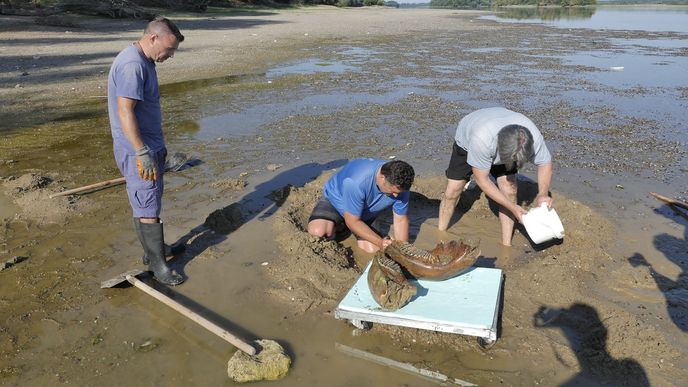 Vyschlý Dunaj odhalil mamutí kosti Vyschlý Dunaj odhalil mamutí kosti