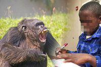 Šimpanzi chlapci roztrhali pusu, operace mu má vrátit úsměv