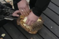 Vyzkoušeli jsme durian: Ochutnat, nečichat!