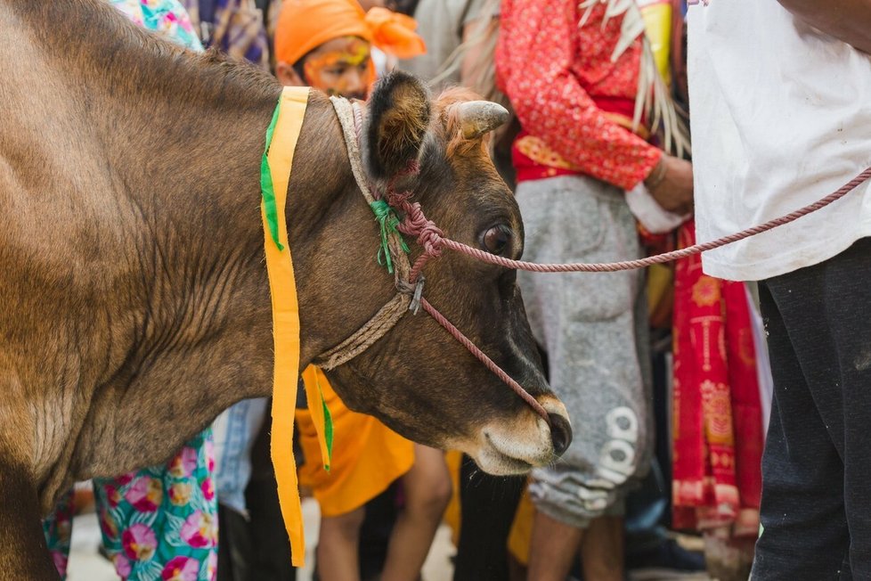 V Nepálu má důležitou roli během oslav kráva, která je zde posvátným zvířetem.