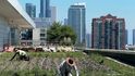 Dva učňi plejí záhony s kapustou a salátem v Chicagu. Spravuje je městská botanická zahrada v rámci programu udržitelného zemědělství.