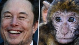 Děsivé týrání zvířat v Muskově Neuralinku? Opicím vrtali zaživa díry do lebky kvůli čipům 