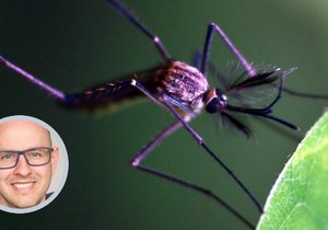 Francie a Nizozemsko hlásí zvýšený výskyt nebezpečných invazních komárů. Jsou i v Česku?