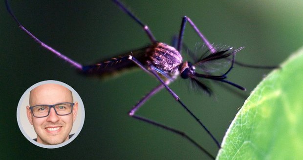 Nebezpeční invazivní komáři se rozmáhají na západě Evropy a nosí smrtící nemoci. Hrozí i v Česku?