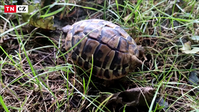 Dvouocasá želva je v Česku raritou