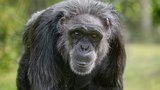 Šimpanz Dingo uhynul kvůli petardám: Díky „zoo v mrazáku“ má i tak šanci na potomka
