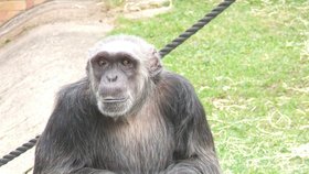 V safari parku ve Dvoře Králové uhynul šimpanz Dingo, podle ošetřovatelů kvůli hluku z petard