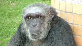 V safari parku ve Dvoře Králové uhynul šimpanz Dingo, podle ošetřovatelů kvůli hluku z petard