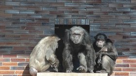 V safari parku ve Dvoře Králové uhynul šimpanz Dingo, podle ošetřovatelů kvůli hluku z petard