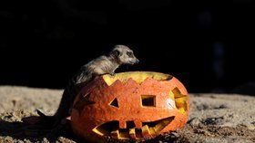 V zoo ve Dvoře Králové si Halloween užila i zvířata