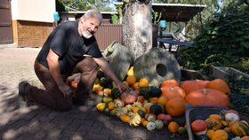 „Některé dýně jsou jen na okrasu, jiné, ty větší, se dají i sníst – třeba ty vpravo,“ ukazuje výpěstky Viktor Topiarz (75) ze Stonavy.