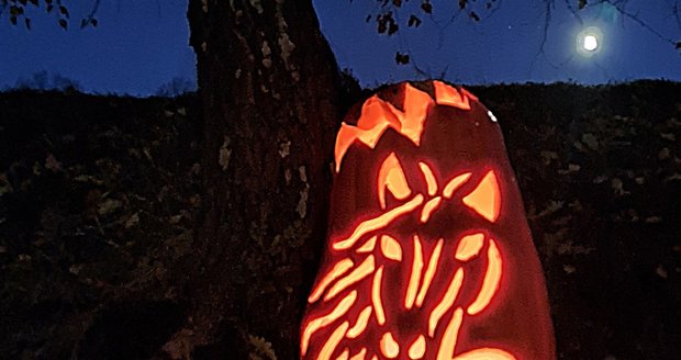 Svah v obci Tichá na Novojičínsku ozdobily dýně. Je to úchvatná podívaná. Svah v obci Tichá na Novojičínsku ozdobily dýně. Je to úchvatná podívaná.