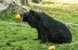 Jednohubka: Medvěd ušatý, který je téměř úplný vegetarián, si z dýně udělal jednohubku.