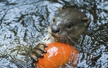 Oranžová zaplavila zoo v Česku:  Líně žerem svoje dýně
