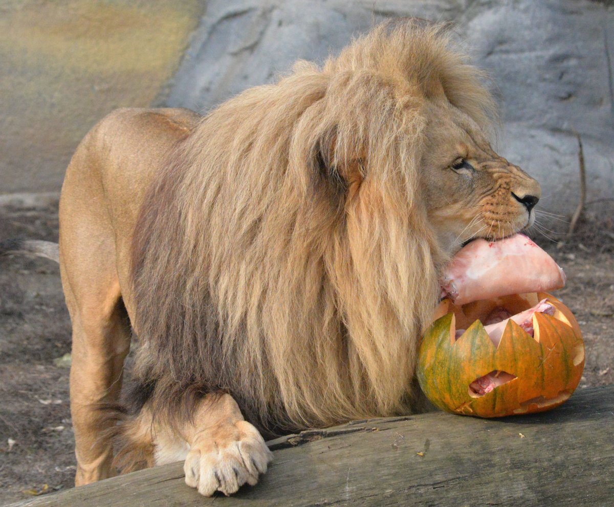 Masová dýně: Spokojeností mručel také lev, jelikož jeho dýně voněla hlavně masem.