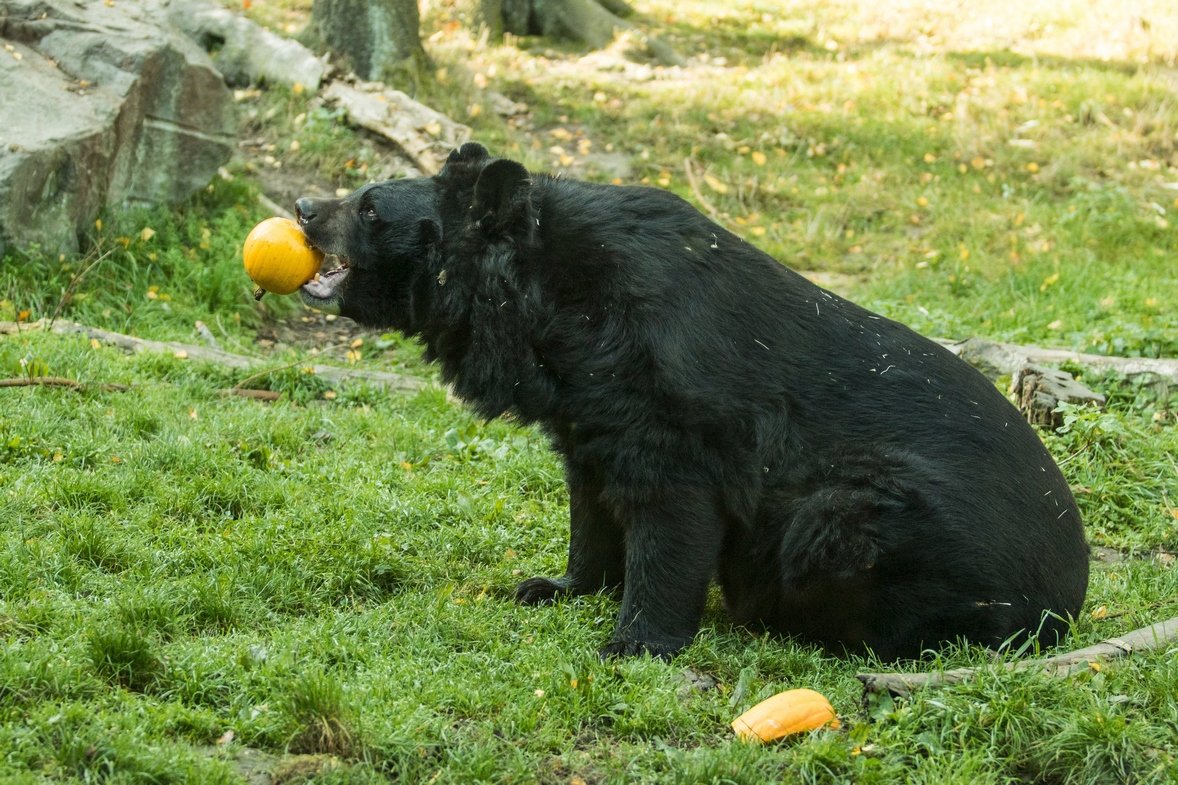 Jednohubka: Medvěd ušatý, který je téměř úplný vegetarián, si z dýně udělal jednohubku.