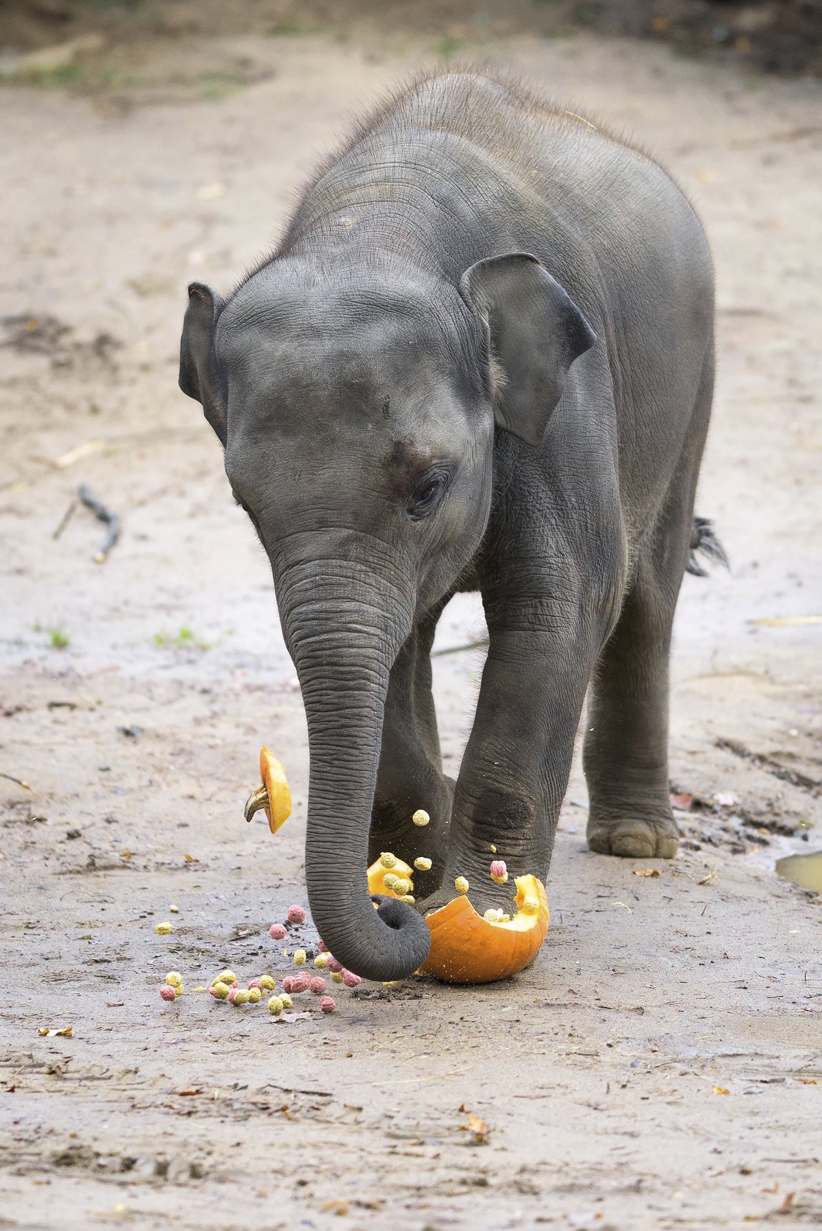 Slon v dýních: Tak takhle nějak se chová slon v porcelánu. Dup, je naporcováno a může se jíst.