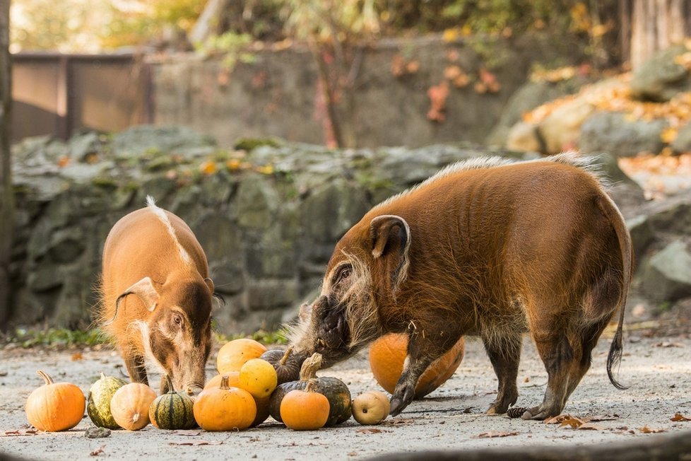 Takhle se nějak mají prasata v žitě, tady tedy v dýni. Navíc štětkouni barevně ladili s dýňovou hostinou.